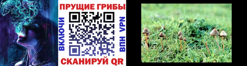 Галлюциногенные грибы Psilocybine cubensis Крым