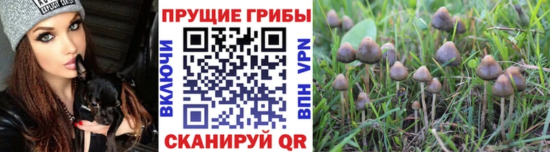 купить  сайты  Крым  Галлюциногенные грибы мухоморы 